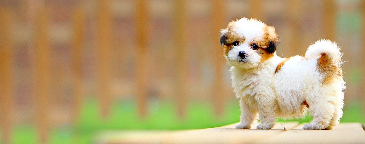 Alternative Rock Music Dog Names Popular Male And Female Names Wag 